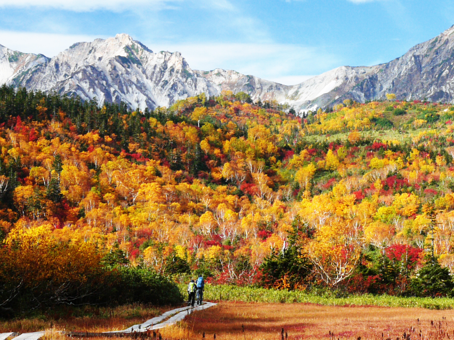 北海道紅葉樹セット 白樺 ミズナラ 山葡萄 他 北海道紅葉樹セット 白樺